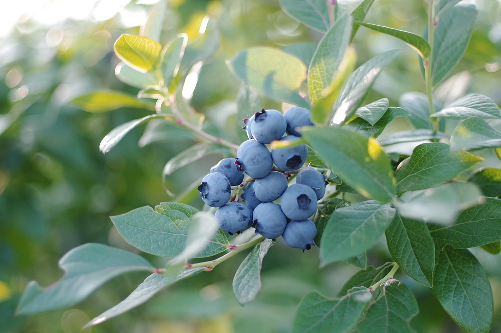 目標金額の達成のご報告とお礼