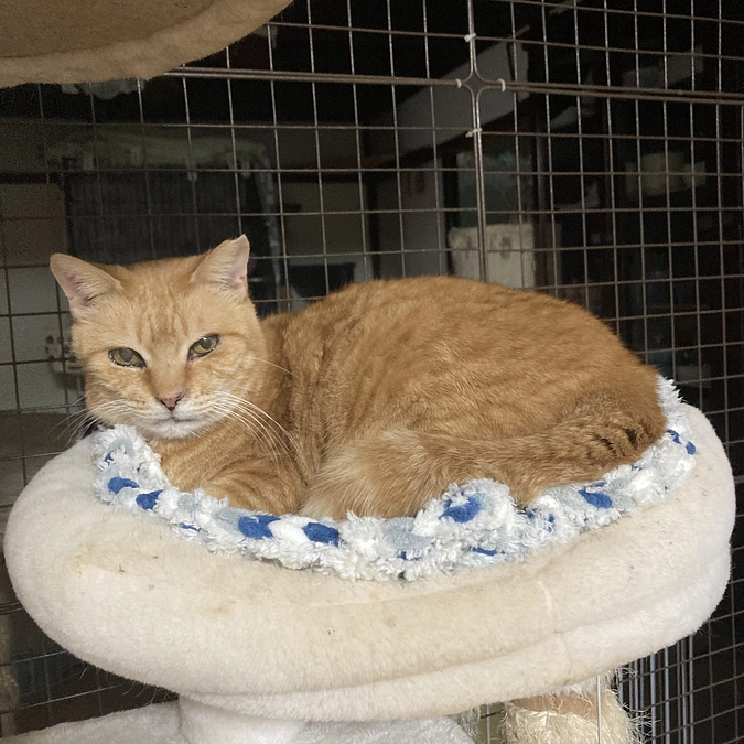 ベルちゃん　CT撮影しました