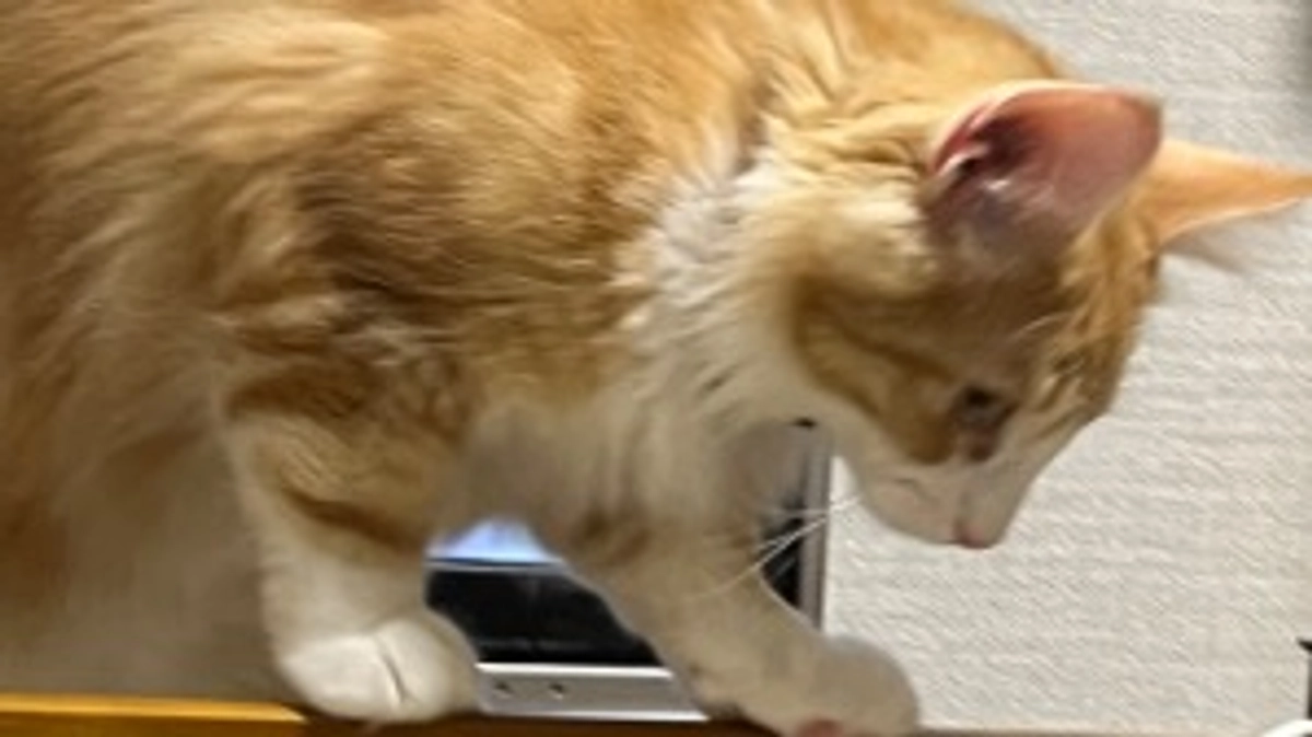 本日の琥珀くん