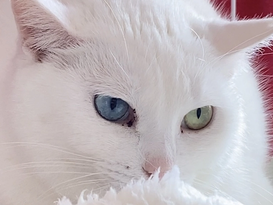 【終了まで残り8日】どんな子も幸せになれる未来を。