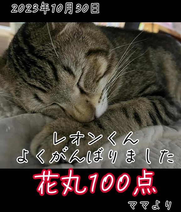 【活動報告】FIP治療中のレオン君が虹の橋を渡りました