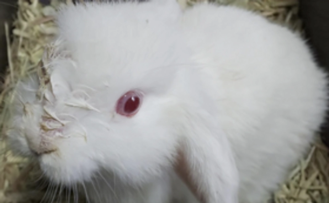 15000円コース〜治療費応援