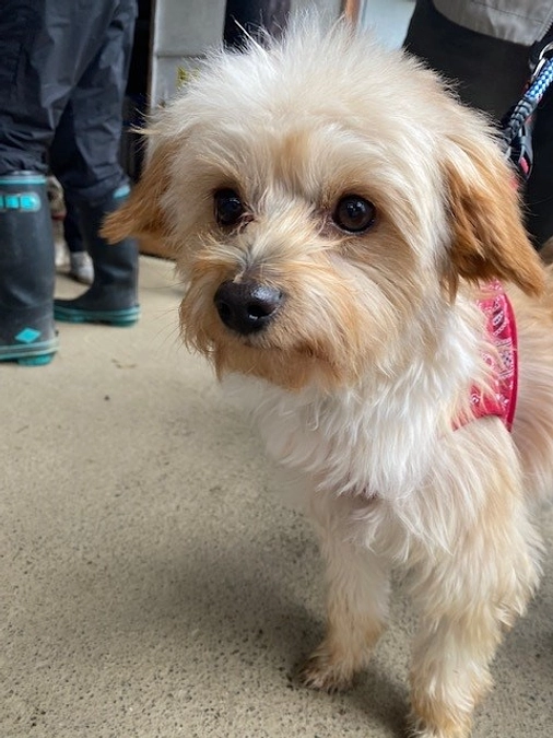 【シェルターNEWS】まるの卒業式を行いました！