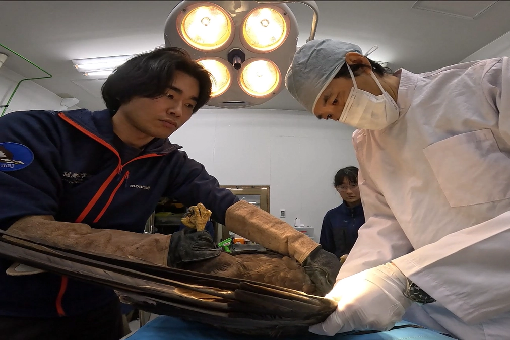 バードストライクのオジロワシ　真夜中の診察と治療