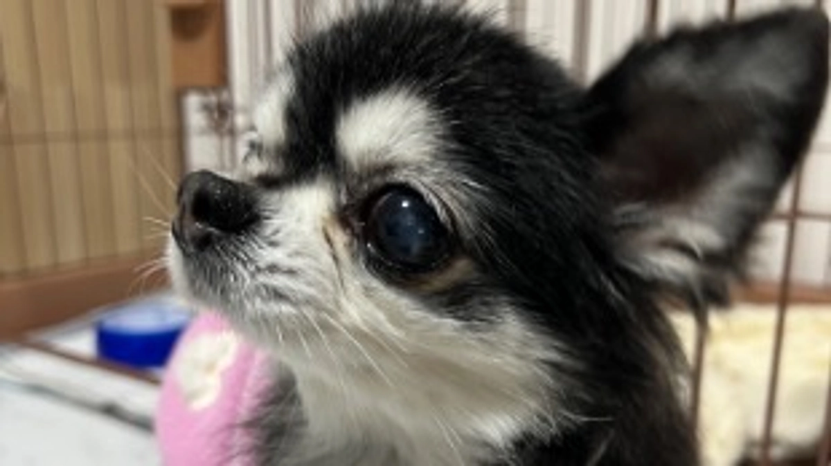 プッチの足が少し良くなりました