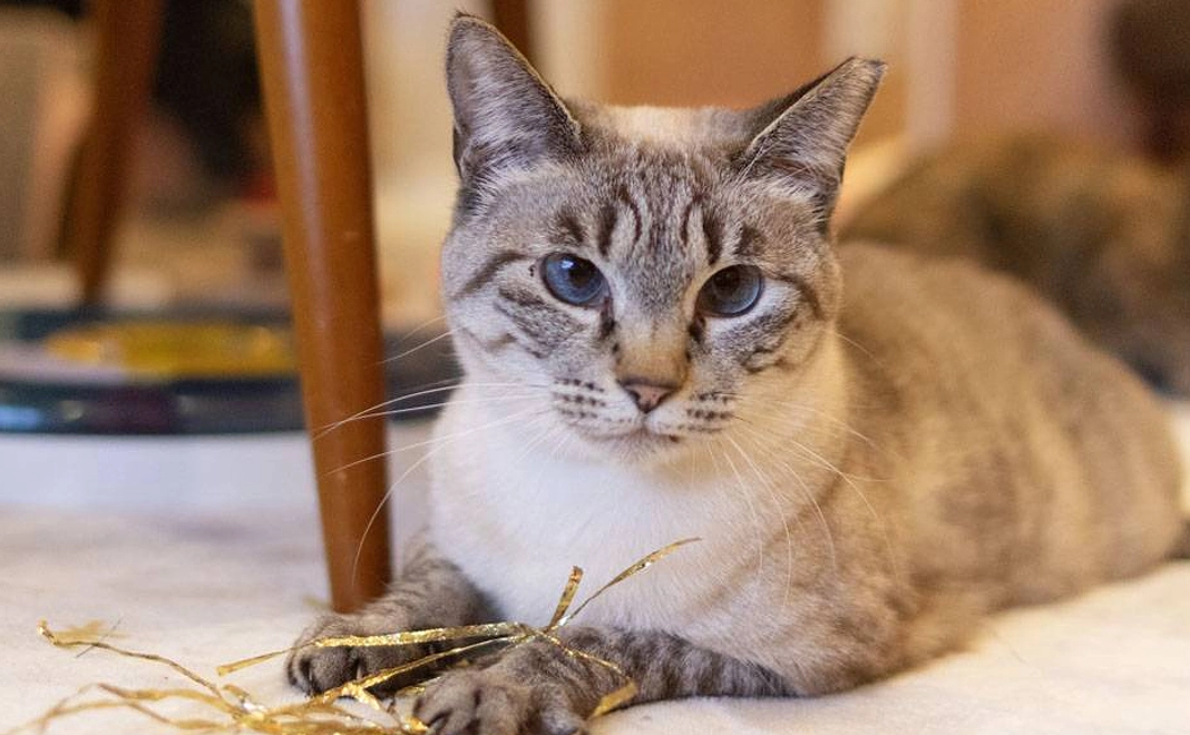 感謝のメール　２万円コース