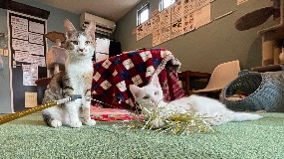 工場70頭　3ヶ月経ちました。とりあえず終了します。