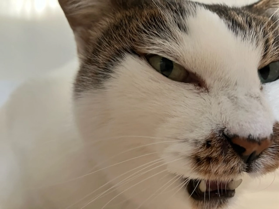 ご支援のお礼と本日のムチ子