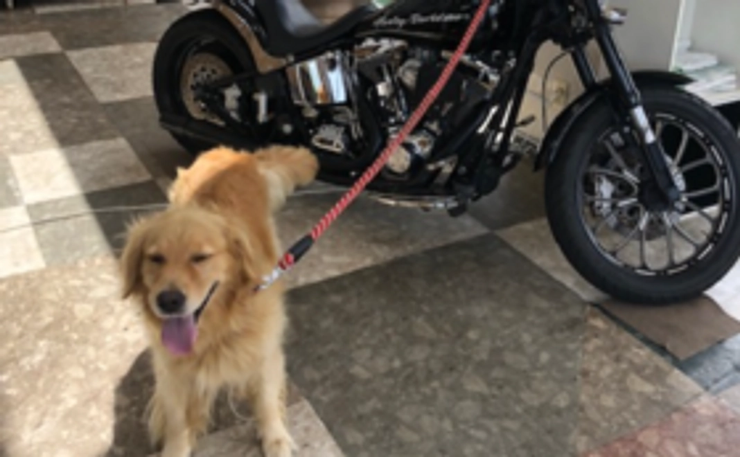 【ドックランをご利用いただける方】Readyfor限定価格利用券