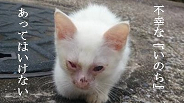 野良猫の不妊手術を最優先に行う病院を設立し、不幸な命をなくしたい。 のトップ画像