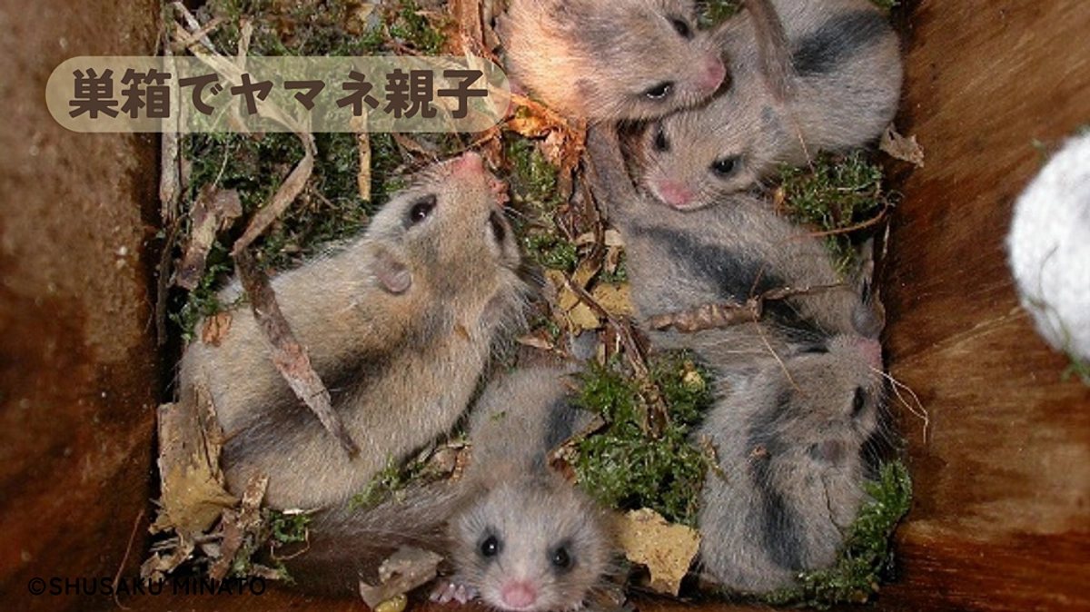 【85％突破に感謝！】🍃ヤマネの季節