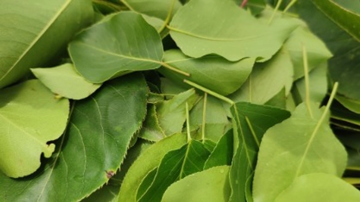 お礼メールを送信しました！