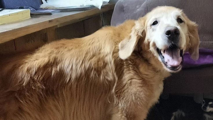 脾臓破裂2度の腹水の中『生きたい』と願うディランを助けて下さい。