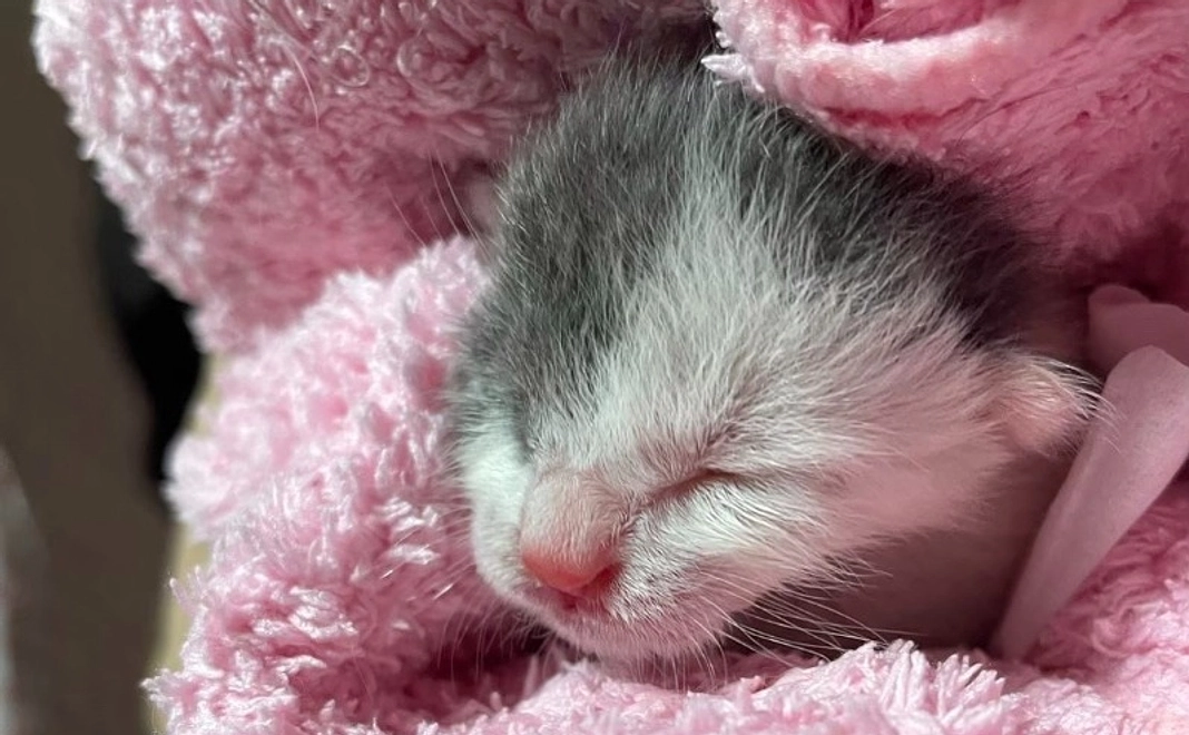 譲渡型ふれあいハウス開設応援コース｜3千円