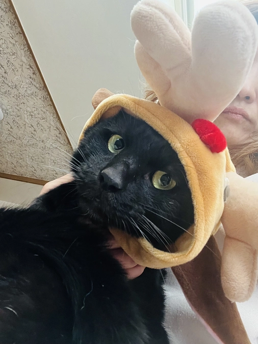 ありがとうございます