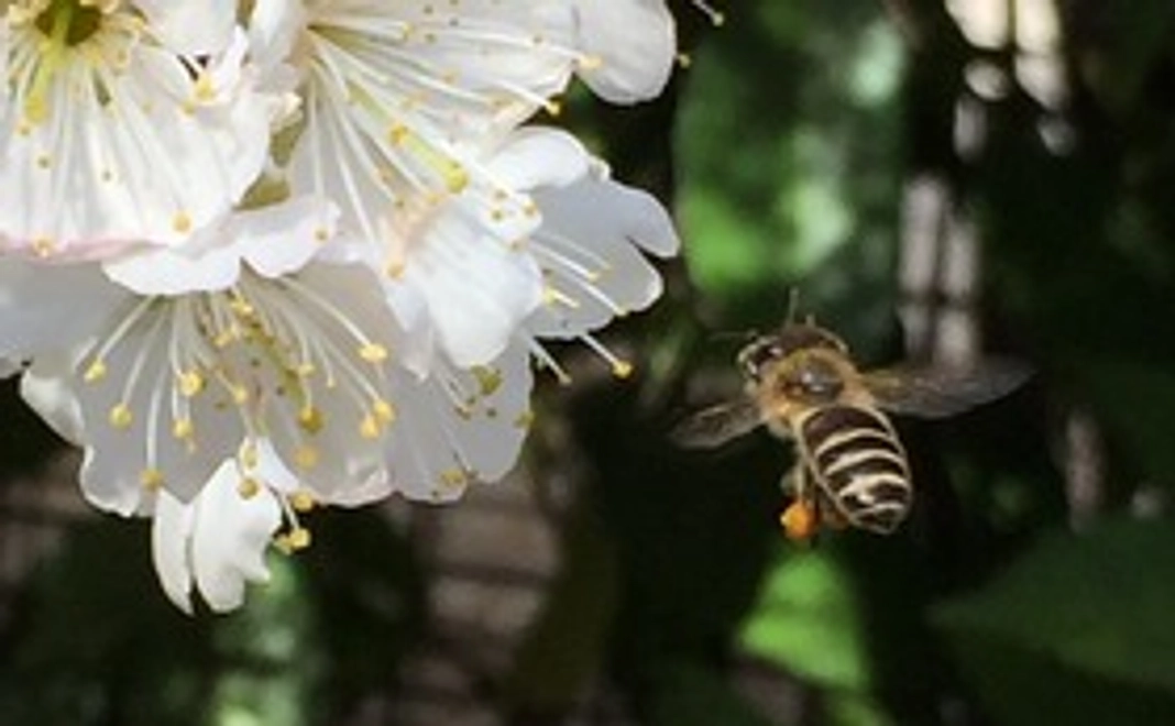 JBeeFarmへの応援 3000円