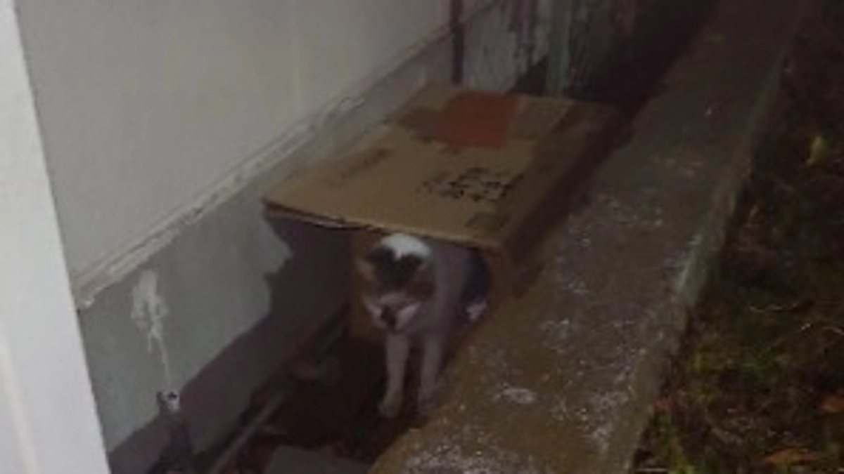 ツキちゃんの段ボールハウス作りました。