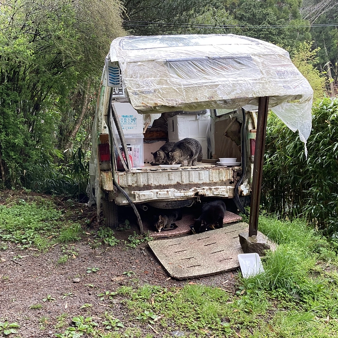 多頭崩壊現場の猫たち