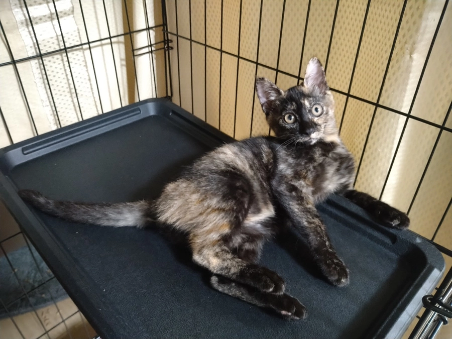 ずっとのお家が見つかった保護猫ちゃん達