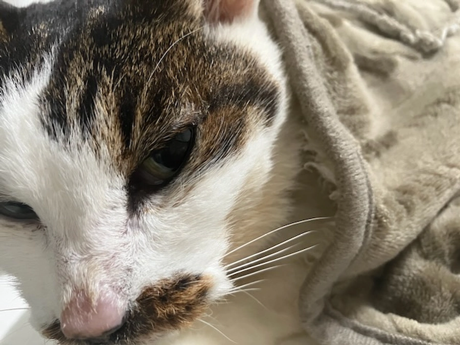 高用量サイクロ単剤投与１回目