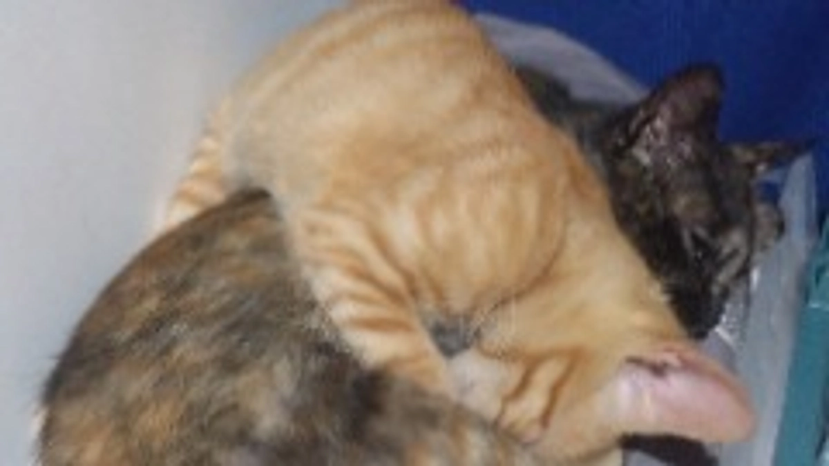 なんちゃってハンモック