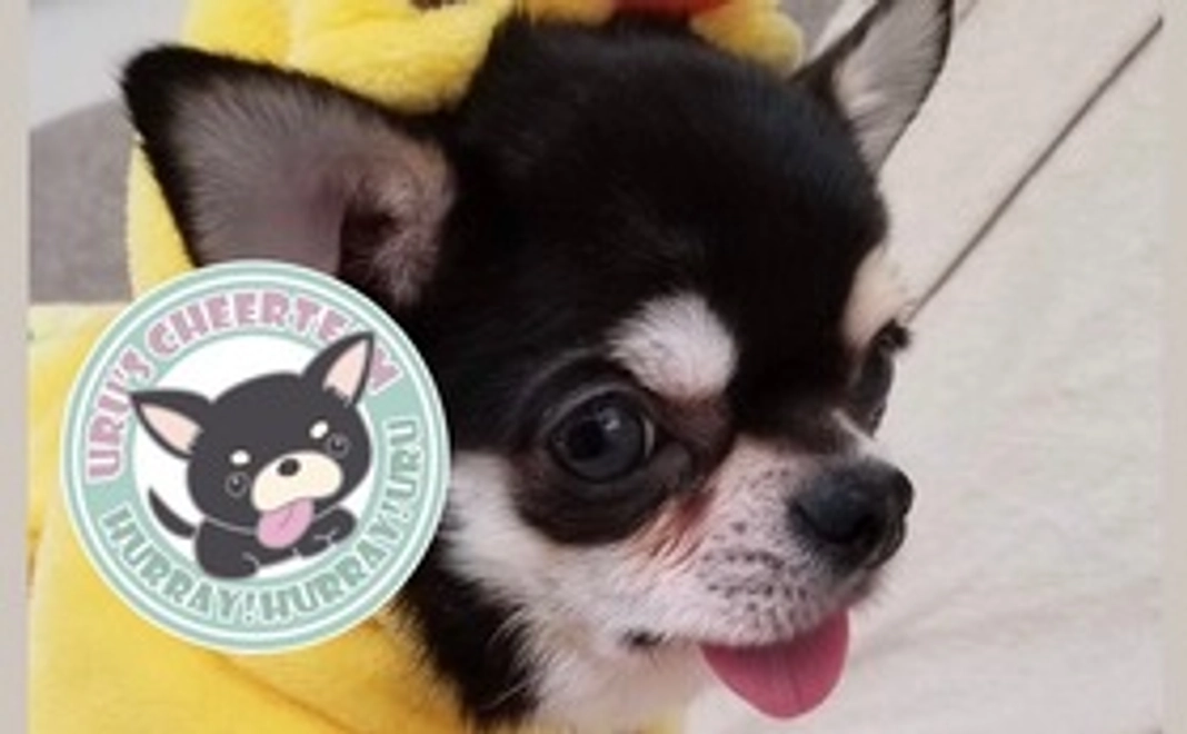 うるちゃん応援！