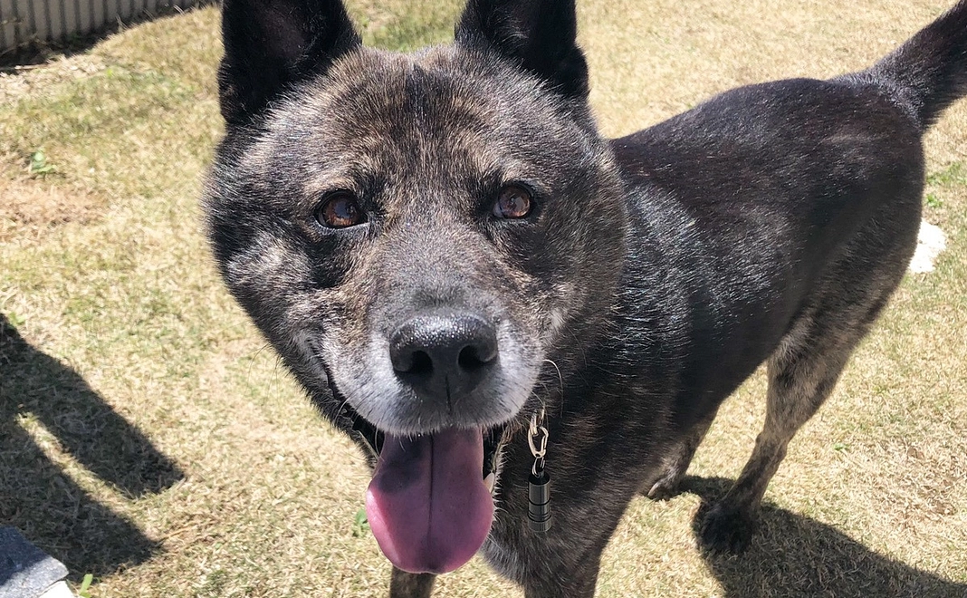 もみへの支援ありがとうございます。1