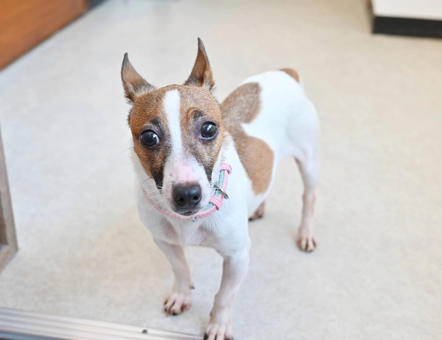 【保護犬紹介】控えめながらも甘えっ子ちゃんな女の子！