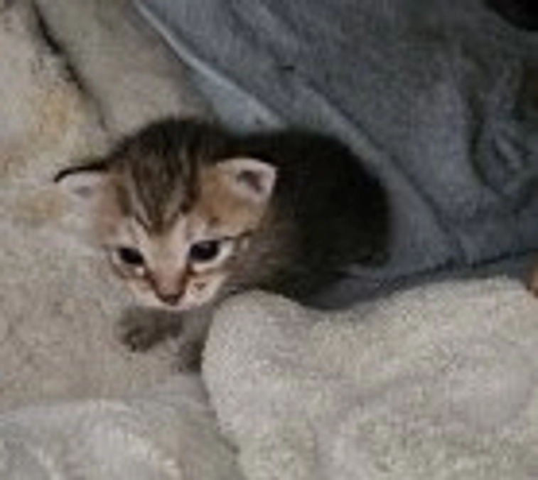 麦ちゃん　出産しました　8月12日