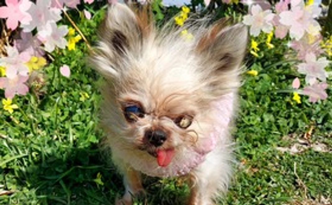 みんなに桜を咲かせ隊10,000円コース