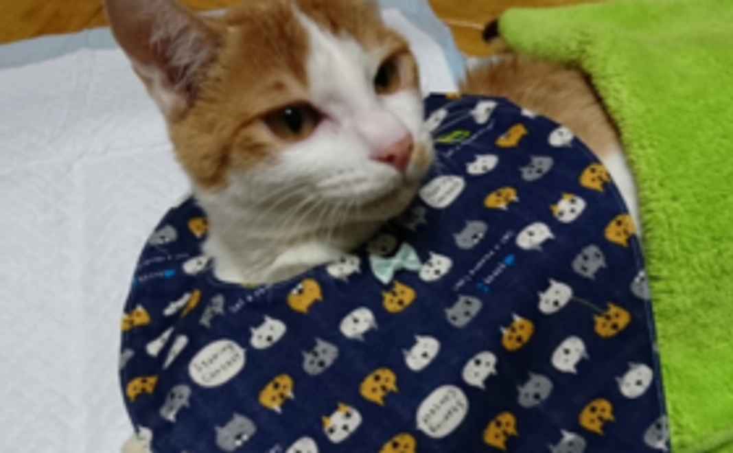 猫ちゃんにご飯を寄付＆お食事中動画プレゼントコース