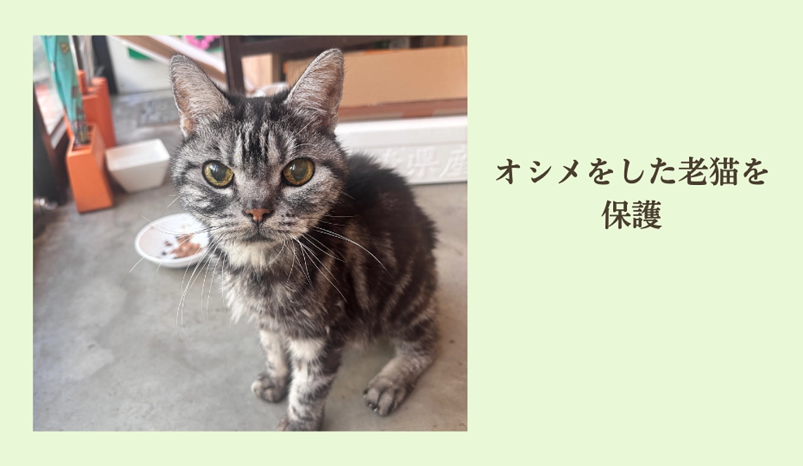 オシメをした老猫を保護　飼い主が見つかり一件落着