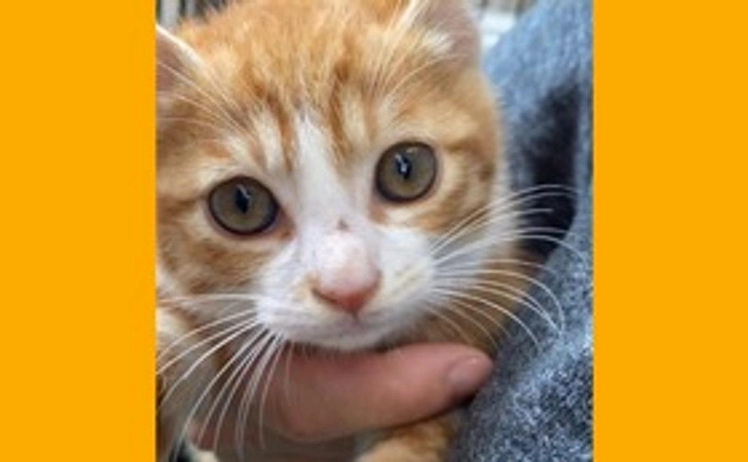 きなこもち応援【¥500】