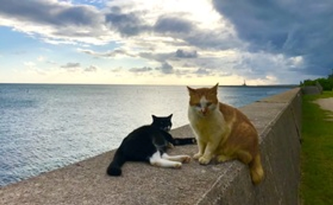 石垣島の猫達応援コース3000