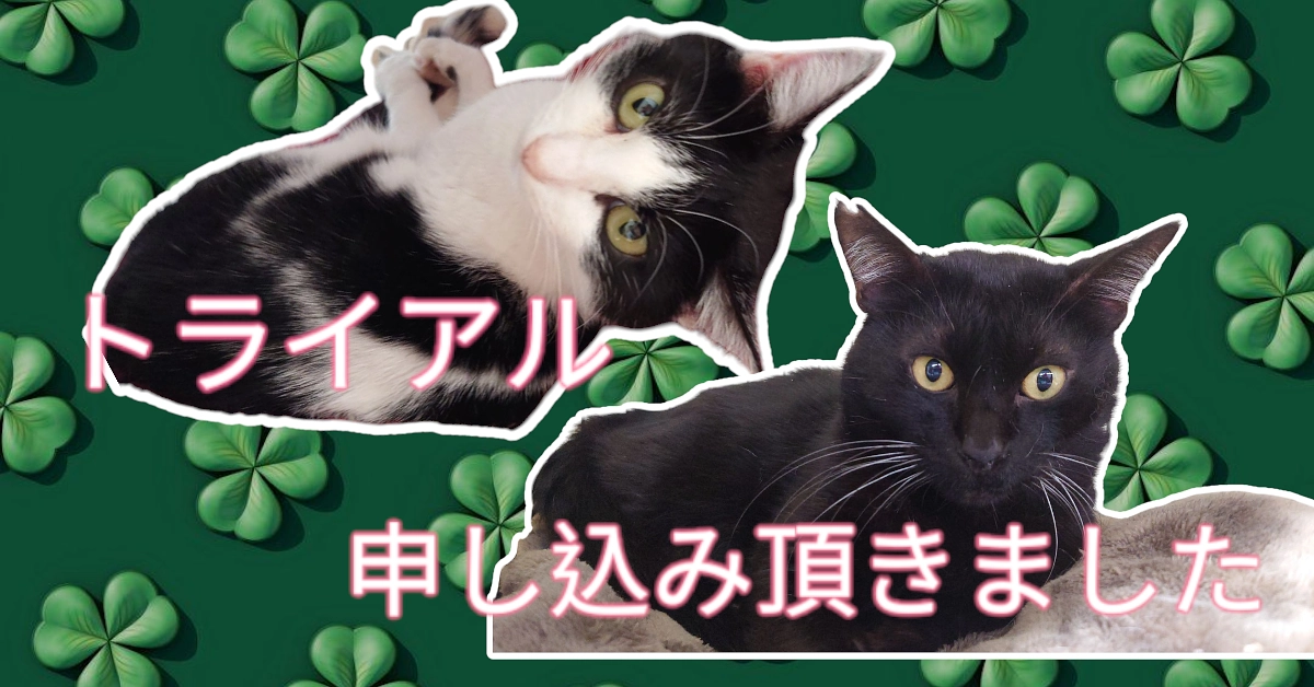トライアルの申し込みを頂きました