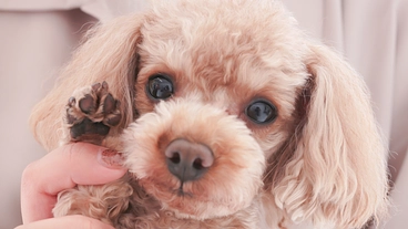 愛犬「ドム」がまた元気に走れるよう手術のご支援をお願いいたします。 のトップ画像