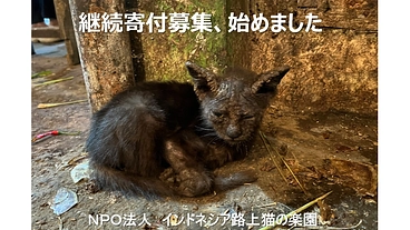 インドネシア路上猫の楽園｜継続ご支援募集始めました のトップ画像