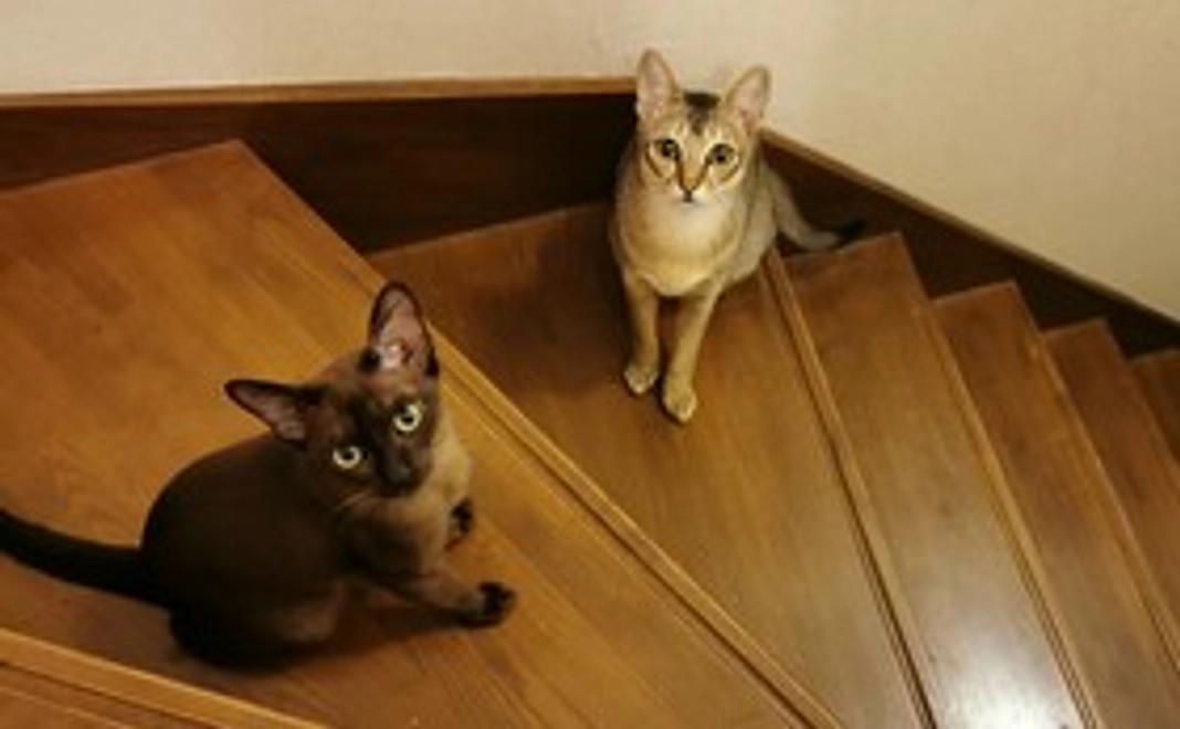 ラグちゃん応援 (3,000円)