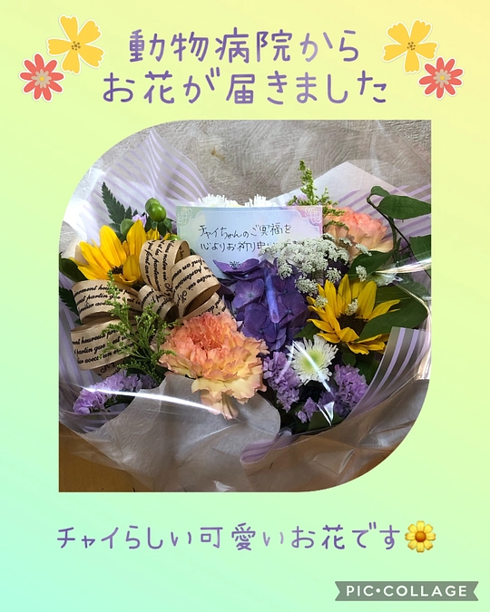動物病院からお花が届きました