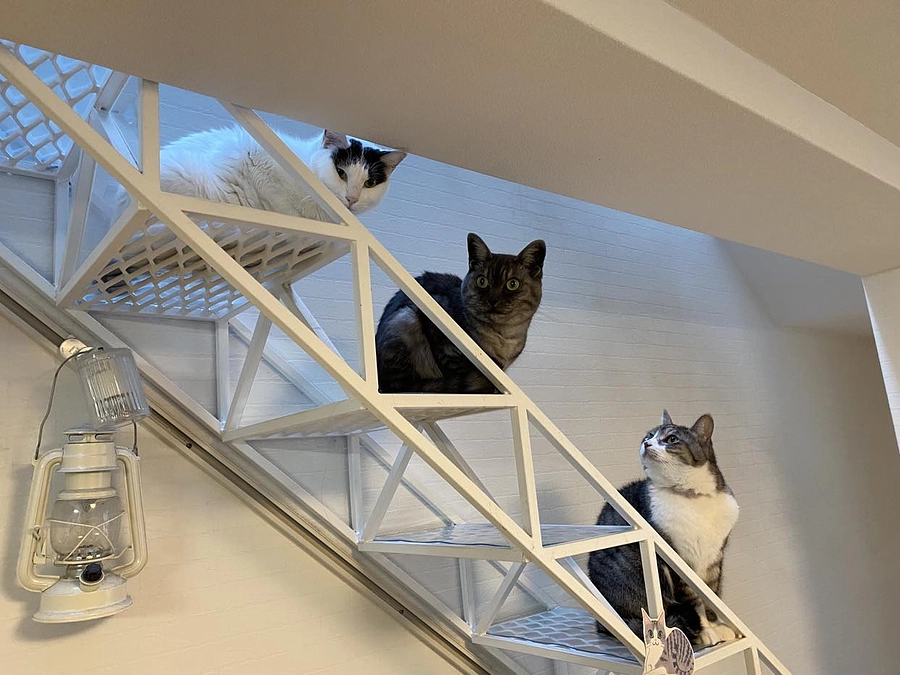 東日本大震災、被災地からやって来た猫たちの近況報告が届きました