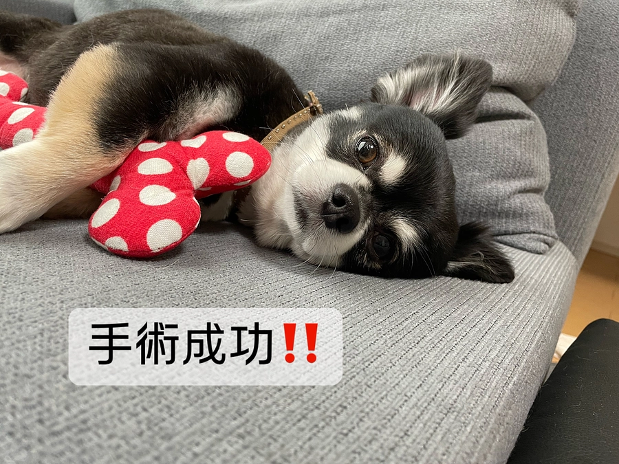 手術成功です‼️