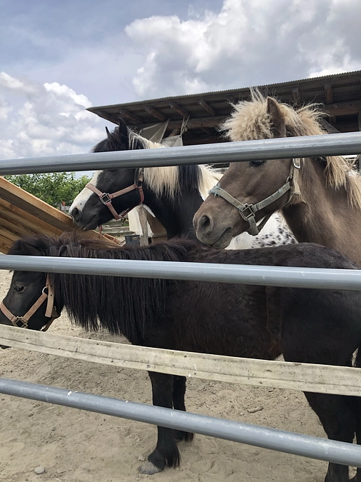 目標金額を突破しました！！！ありがとうございます！