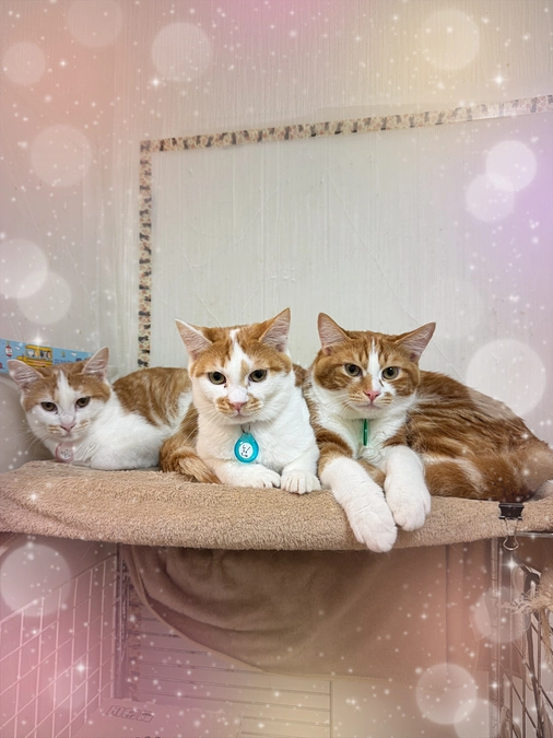 ファイナルファンタジーシリーズ3匹兄弟