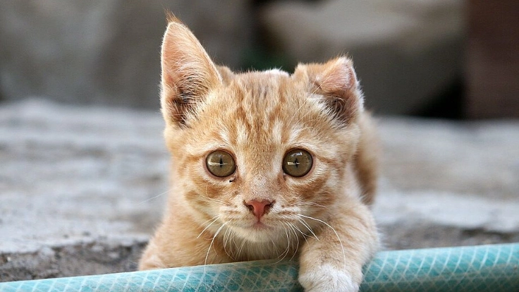 新型コロナウイルスに負けたくない。保護猫たちを守り抜く！