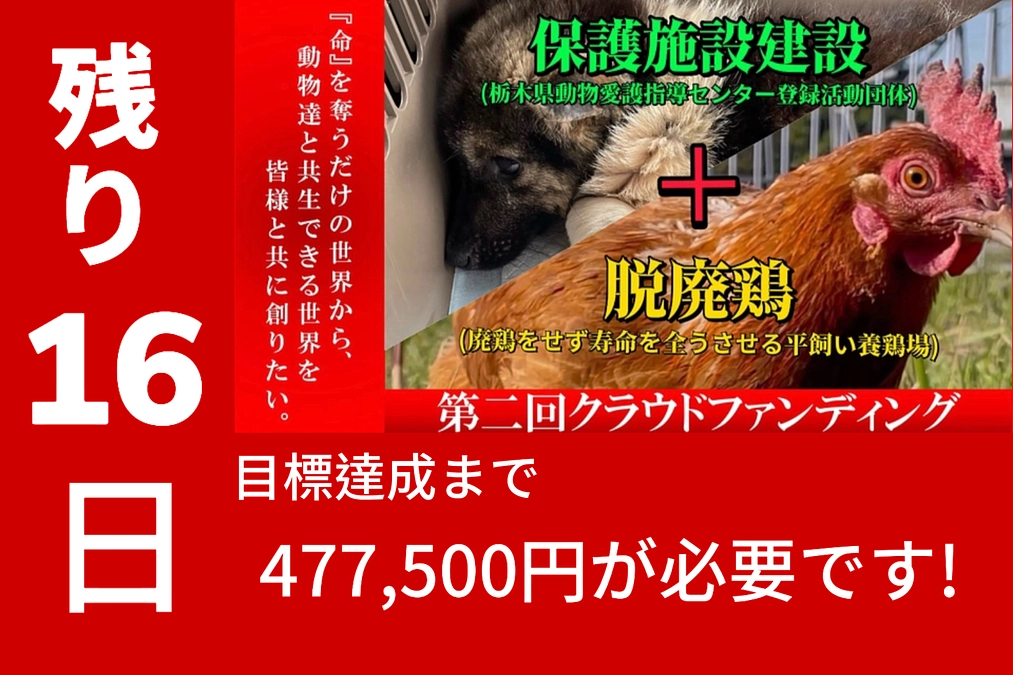 今日のヒヨコ達！