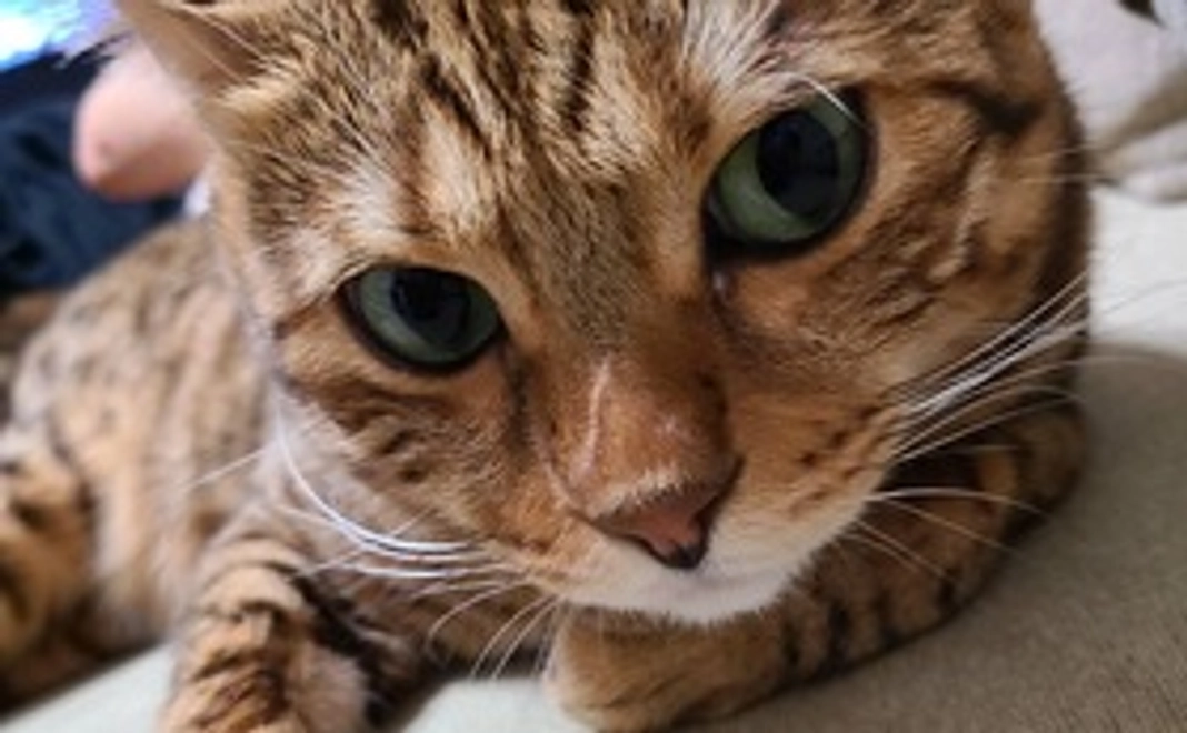 レオくんへのご支援（1000円）