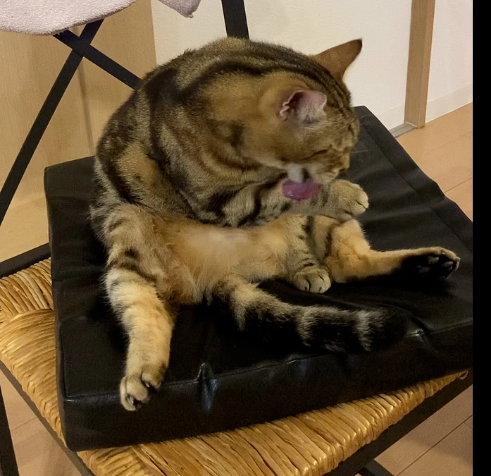 mocoちゃんの応援よろしくお願いします