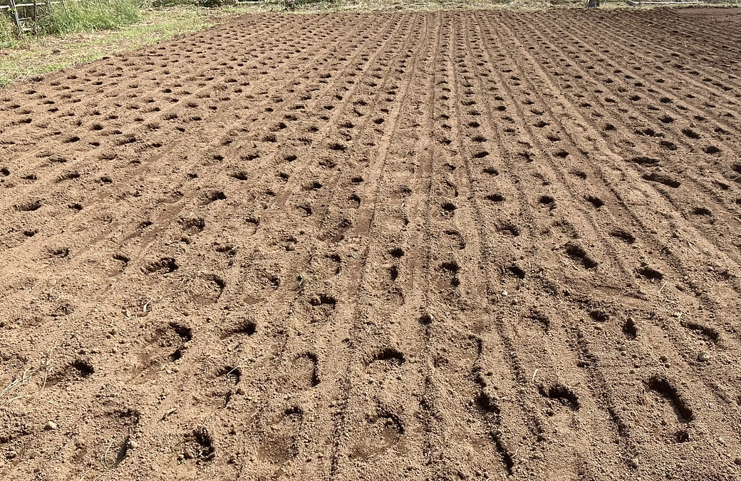 リターンの準備〜その２。ちぢみほうれん草の種蒔き