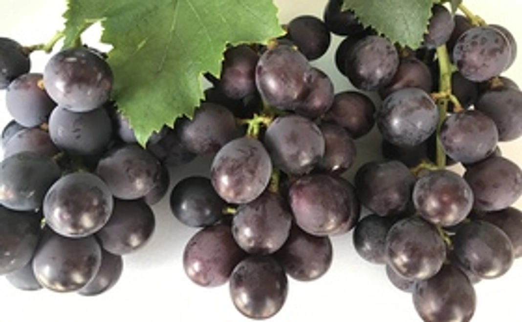 有田巨峰村三木と園のあま～い巨峰１キロをプレゼントします！