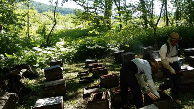 曾祖父から続いてきた養蜂を伝える蜂蜜パッケージを作りたい